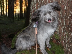 Obermaiselstein 2016 (4)